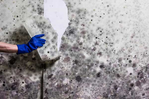 Mold Remediation Services Mold Remediation Services